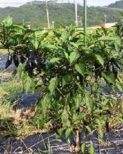 学生が実習で栽培した大和伝統野菜を病院食として提供　アグリビジネス実習受講学生が「食事満足度向上プログラム」に協力