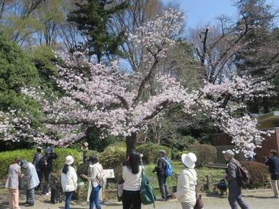 サクラ“神代曙”（令和4年度撮影）