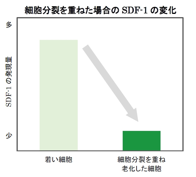 細胞分裂を重ねた場合のSDF-1の変化