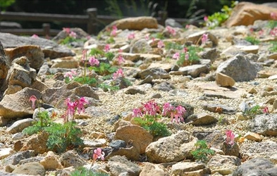 【六甲高山植物園】5/30（土）より営業再開 高山植物の女王 コマクサが見頃です！