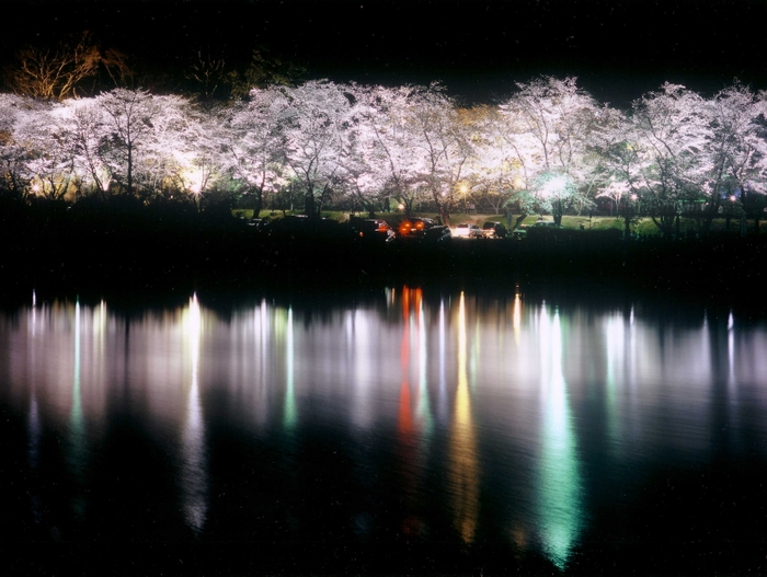 水源桜まつり(3)