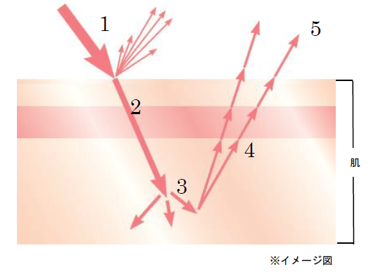 輝く肌と光の関係