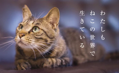 にゃるほど！猫から見た この世界 ――人とねこが共存するためにできること　 ねこの目線から、戦争と平和、共生を考える展覧会を 立命館大学国際平和ミュージアム ピースコモンズにて開催