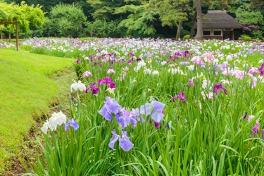 小石川後楽園　花菖蒲を楽しむ