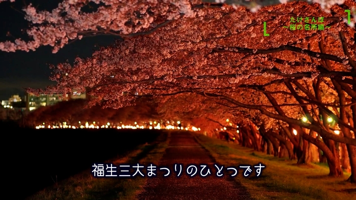 動画内映像:多摩川堤防沿いの桜並木(夜桜)