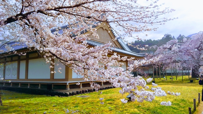 霊宝館桜(3)