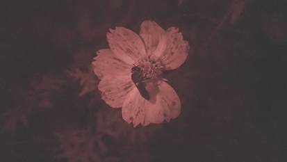 ミツバチの見た夢