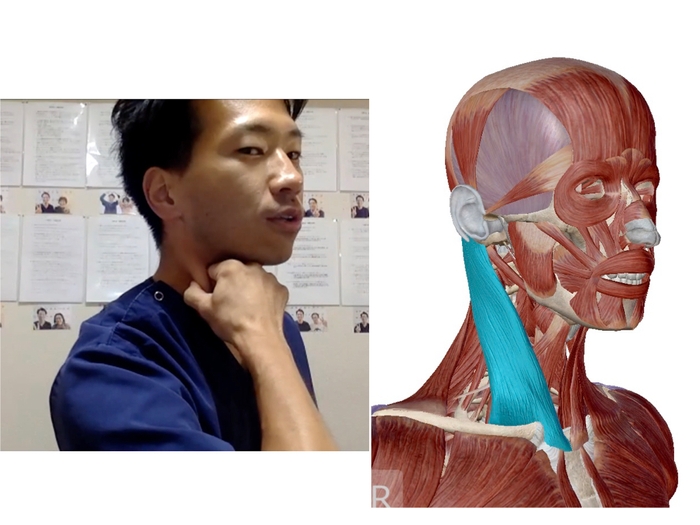 （セミナーの様子：首のマッサージ/胸鎖乳突筋）
