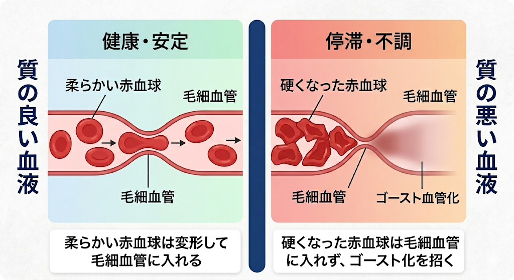 血液の質を乱す“睡眠中の呼吸構造の新変化”──睡眠の質の低下につながる、体内環境の乱れを新たに確認(血液①)