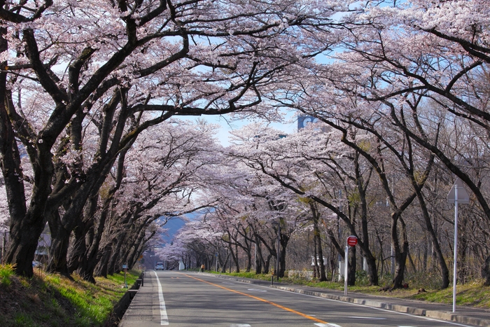 「わがまち緑の名所100選」にも選ばれた、かつての桜のトンネル並木道(2014年撮影/仙台・作並温泉ゆづくしSalon一の坊)