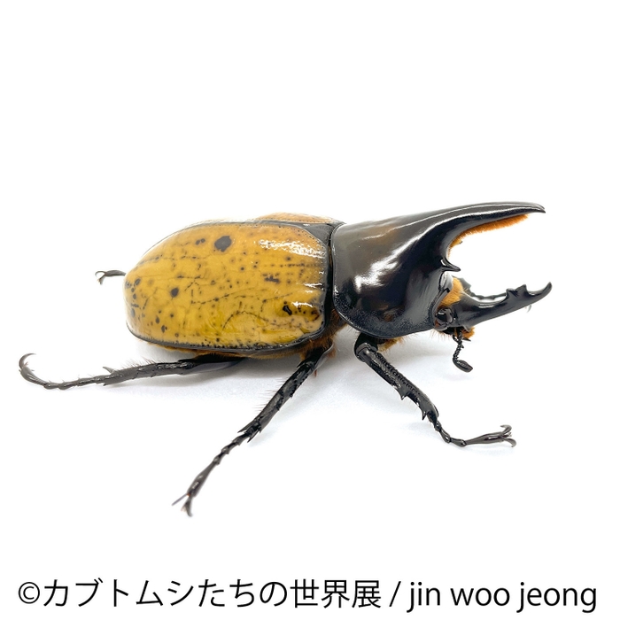 展示2