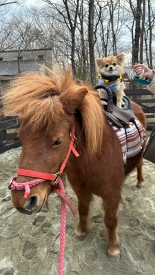 ＜愛犬がポニー乗馬体験！？＞ ここでしかできない思い出をスタートさせました！ (ドックパーク那須／with Dogs clubウィズドックスクラブ)