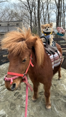 わんちゃんポニー乗馬体験