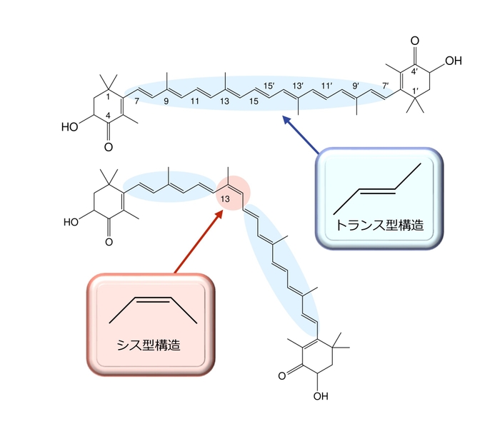 図３：トランス型カロテノイドとシス型カロテノイドの例：(上) トランスアスタキサンチンと(下) 13-シスアスタキサンチン