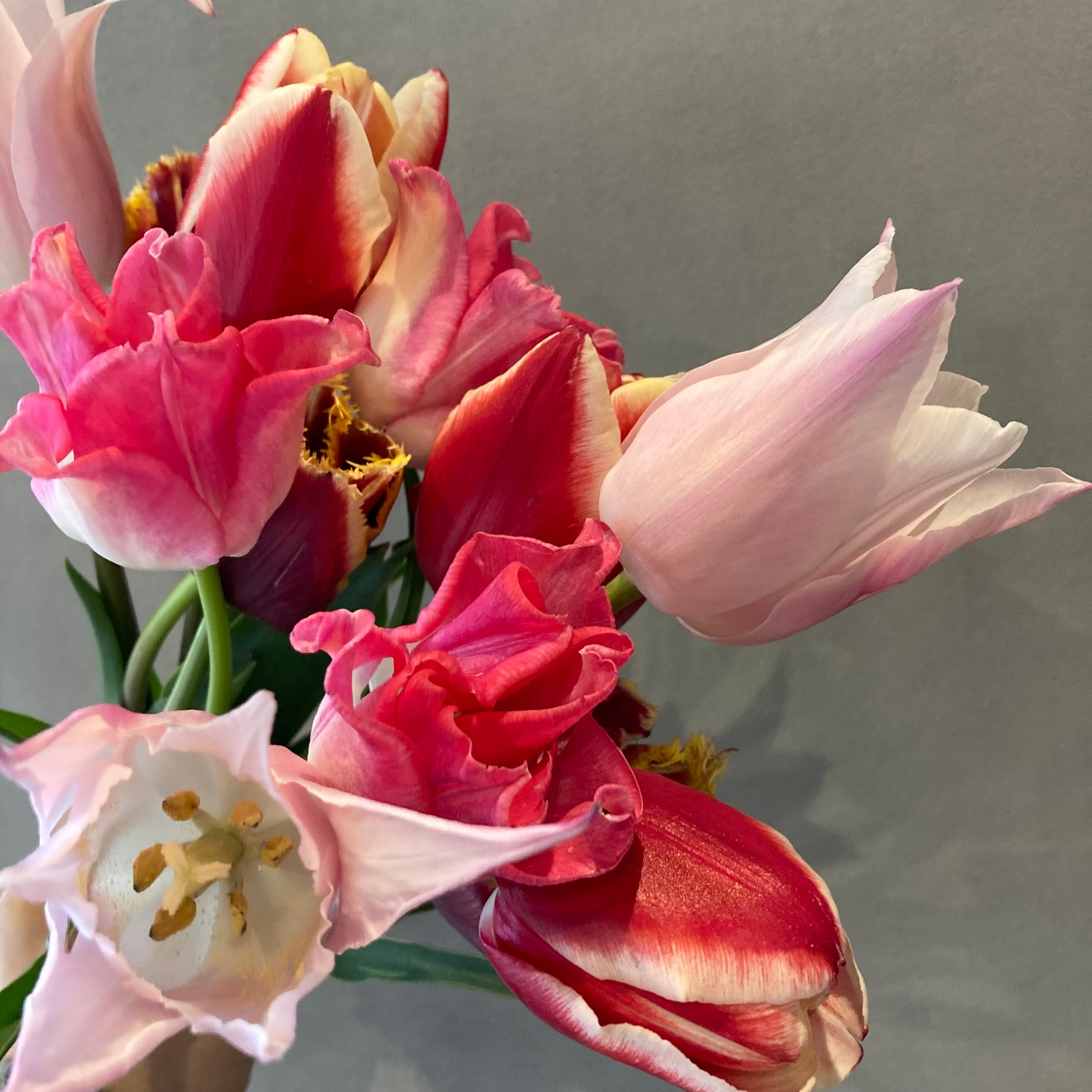 【4月22日(金)23日(土)限定!】チューリップの摘み取り体験開催しています