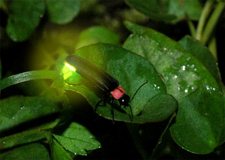 ホタルウォッチング