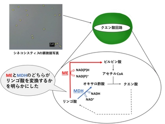 リンゴ酸が“ピルビン酸”に変換される特殊なクエン酸回路を発見 明治大学大学院農学研究科 伊東昇紀助教・小山内崇准教授らの研究グループ 