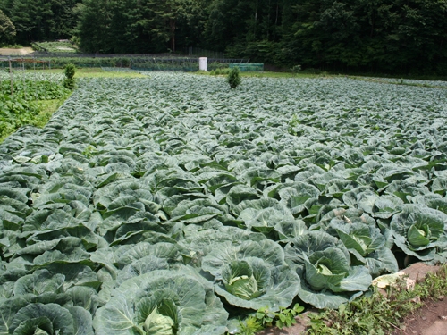 高原野菜のキャベツ