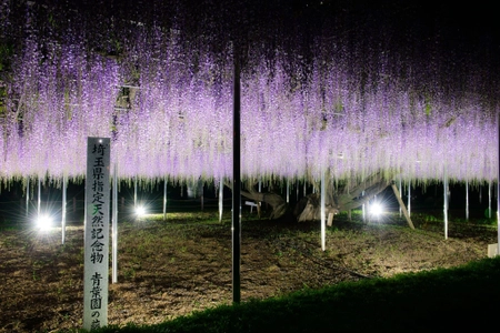 〈『青葉園』埼玉県天然記念物　樹齢700年の大藤〉 ～3日間限定でライトアップイベントを開催(入園無料)～