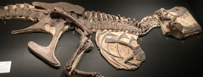第4章 ティラノサウルス・スタン 半身骨格