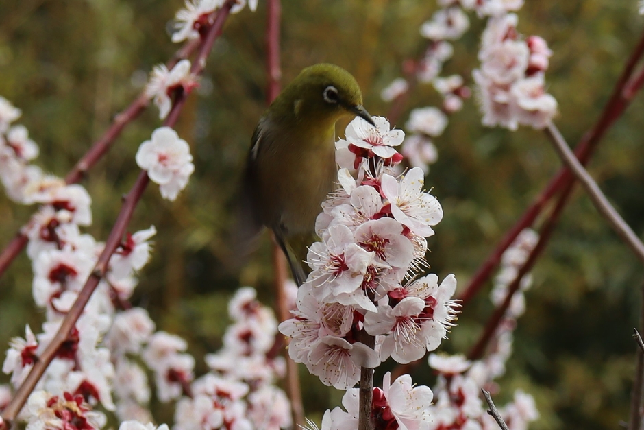 ウメとメジロ(令和6年撮影)