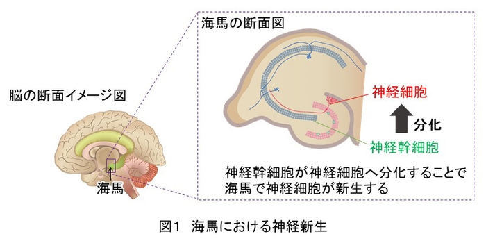 図1　海馬における神経新生