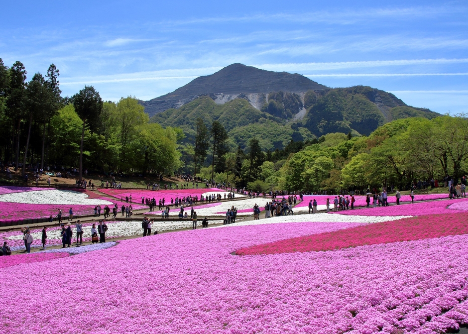 羊山公園 芝桜の丘 イメージ