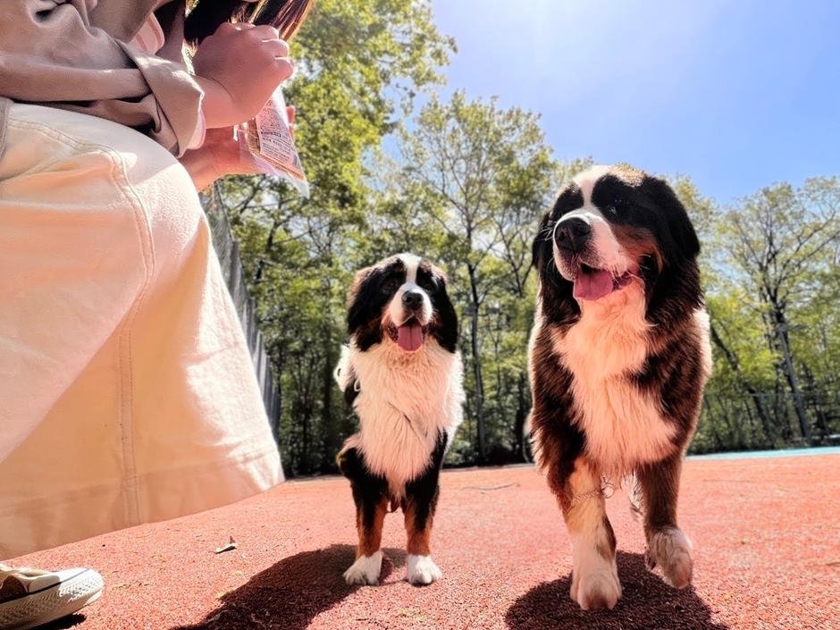 宿泊者はドッグラン無料