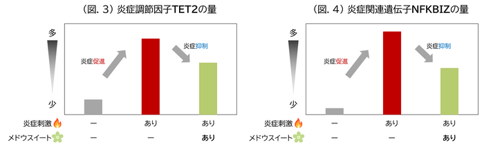 (図.3) 炎症調節因子TET2の量/(図.4) 炎症関連遺伝子NFKBIZの量