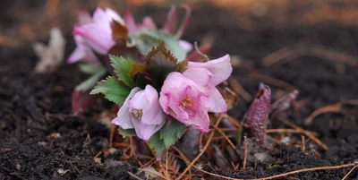 幻の花　ヘレボルス・チベタヌスを愛でる　 六甲高山植物園「クリスマスローズ展」初開催