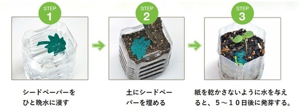 シードペーパーが発芽するまで