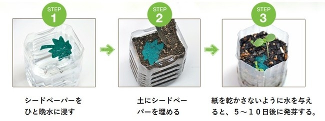 シードペーパーが発芽するまで