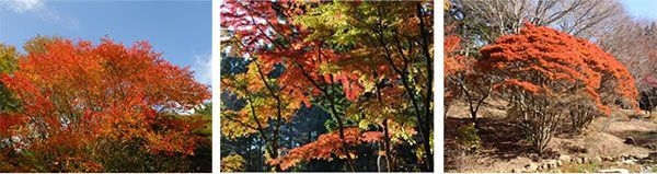 写真左:シラキ 写真中央:イロハモミジ 写真右:ドウダンツツジ