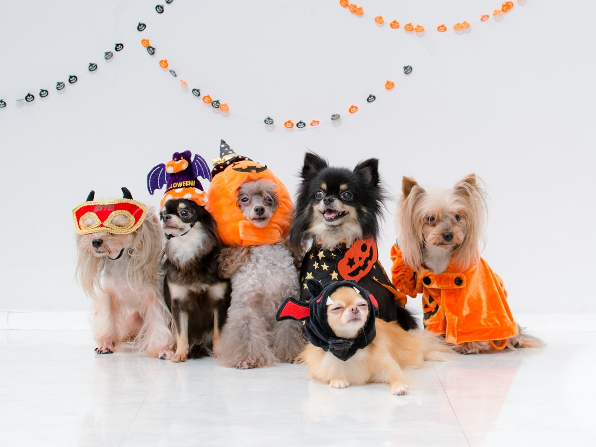 北軽井沢・西伊豆・蓼科の愛犬宿にてハロウィンキャンペーン開催 <2023年10月13日~10月31日>ワンちゃん仮装でプレゼントゲット!