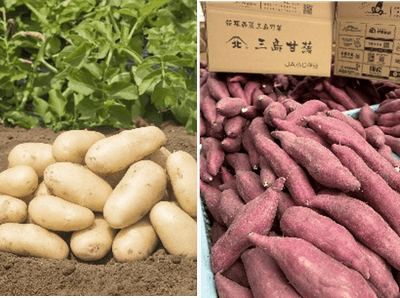 この地ならではの風土が育む 高品質な箱根西麓三島野菜