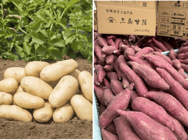 この地ならではの風土が育む 高品質な箱根西麓三島野菜