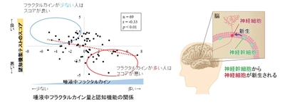 日本メナード化粧品、唾液中のタンパク質から 認知機能の低下リスクを予測する技術を開発