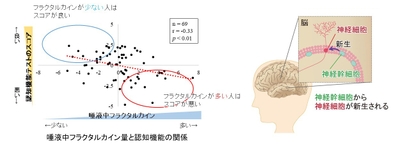 唾液中フラクタルカイン量と認知機能の関係