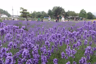 山梨県鳴沢村・富士緑の休暇村 初夏の限定プラン（7月10日まで） 【甲州富士桜ポークのしゃぶしゃぶ食べ放題プラン】ご予約受付中！