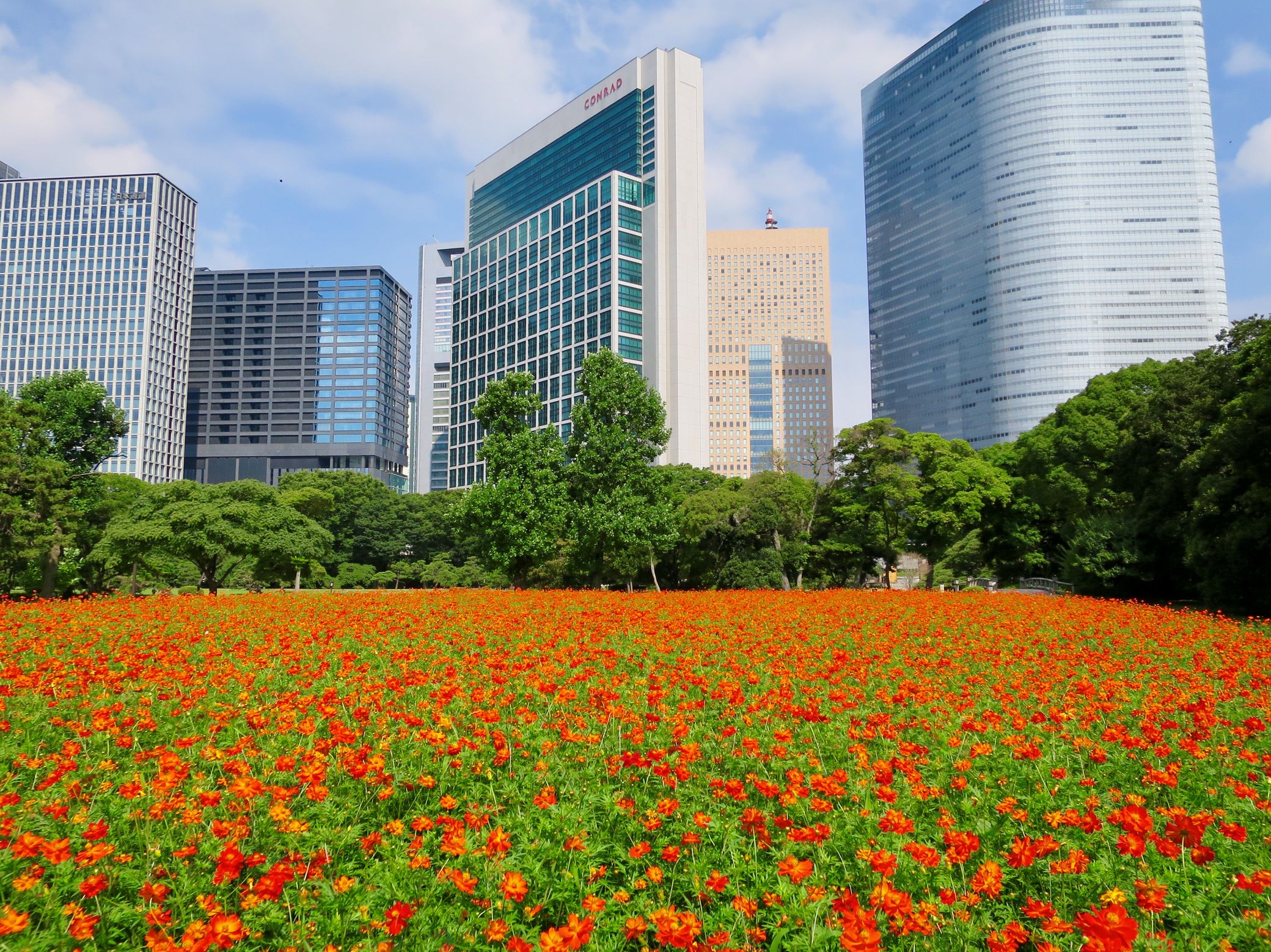 【浜離宮恩賜庭園】一足早い秋の知らせ　「キバナコスモス見頃入り」