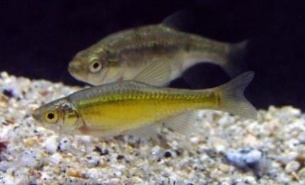 絶滅危惧種のカワバタモロコの雌雄