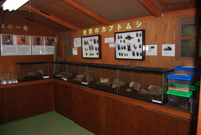 森の仲間たち館（成虫・標本展示ルーム）