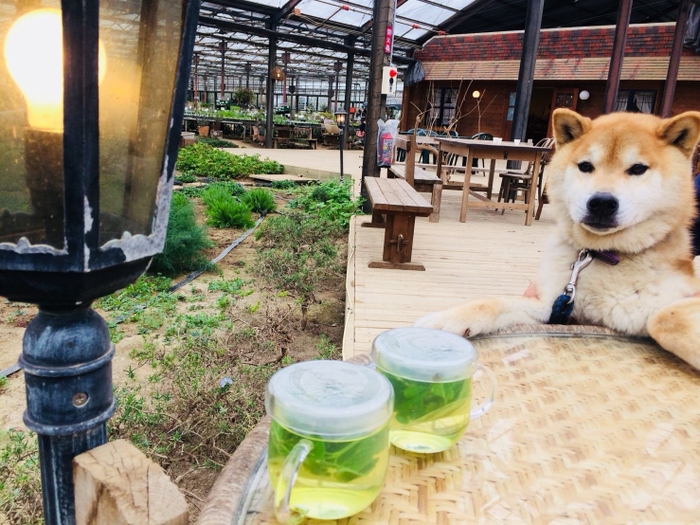 愛犬とティータイム