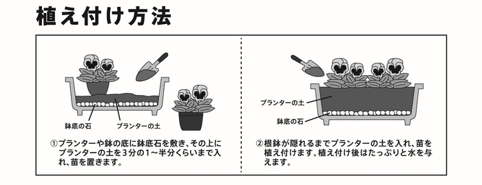 植えつけ方法(プランターの場合)