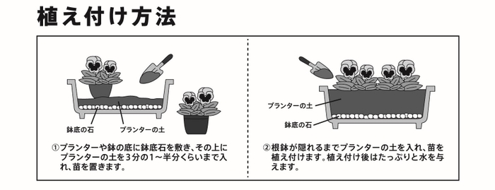 植えつけ方法(プランターの場合)