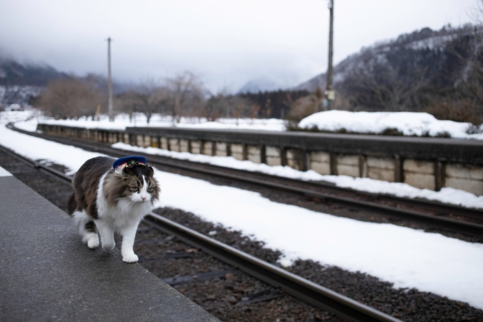 冬の駅を歩く駅長猫