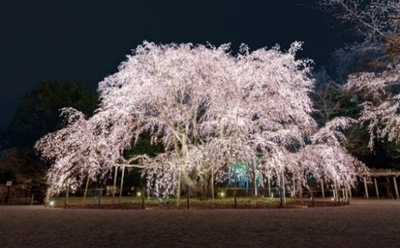 夜空に浮かび上がる圧巻のしだれ桜が見どころ！『春夜の六義園 夜間特別観賞』3月22日(土)から7日間の開催が決定！