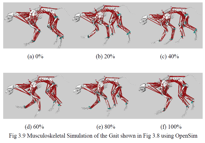 実験中の歩行(筋骨格シミュレーション)