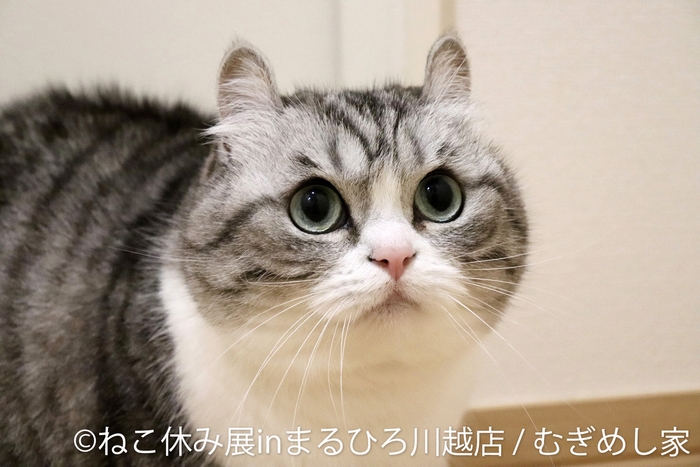 展示作品：むぎめし家