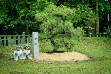 滋賀県犬上郡・大瀧神社の犬上神社に祀られる“神犬”に松を献樹 　～地域に伝わる神話に登場する忠犬「小石丸」～